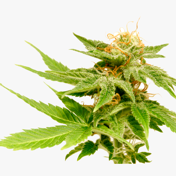 99-998620_transparent-marijuana-plant-clipart-marijuana-plant-transparent-background
